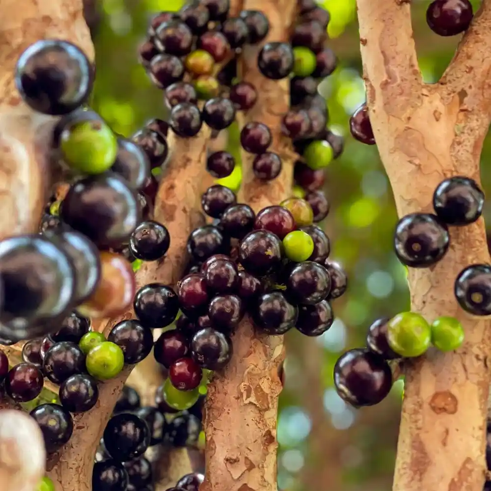 Jaboticaba Red Hybrid (લાલ હાઇબ્રિડ જાબોટીકાબા)